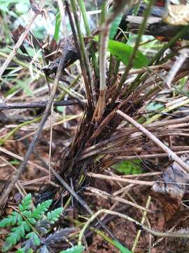 Image of Cuban Maiden Fern