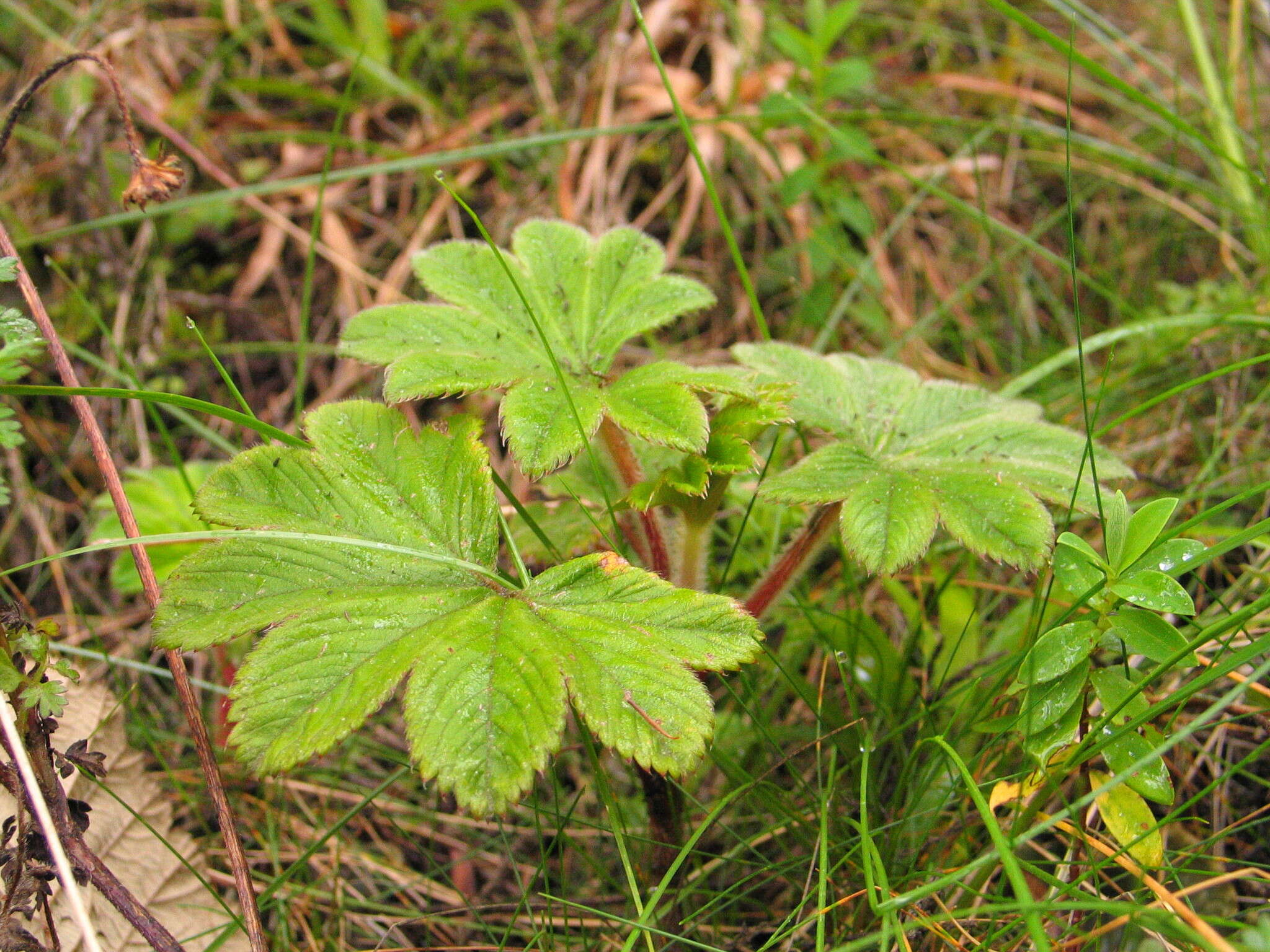Image of Alchemilla fischeri subsp. fischeri