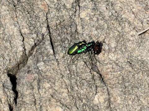 Image of Cicindela (Cicindela) denikei Brown 1934