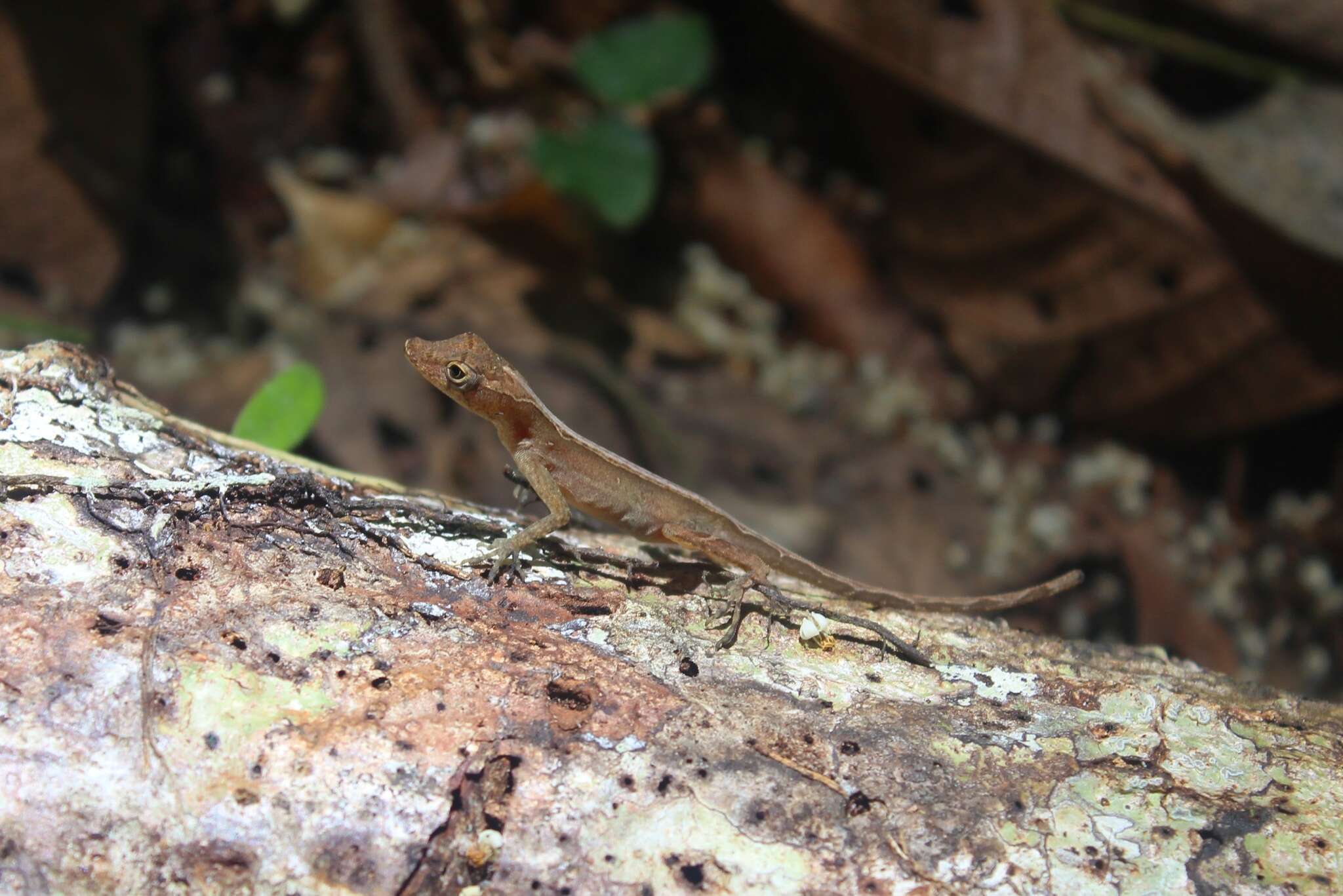 Image of Anolis osa Köhler, Dehling & Köhler 2010