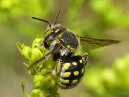 Anthidium loti Perris 1852的圖片