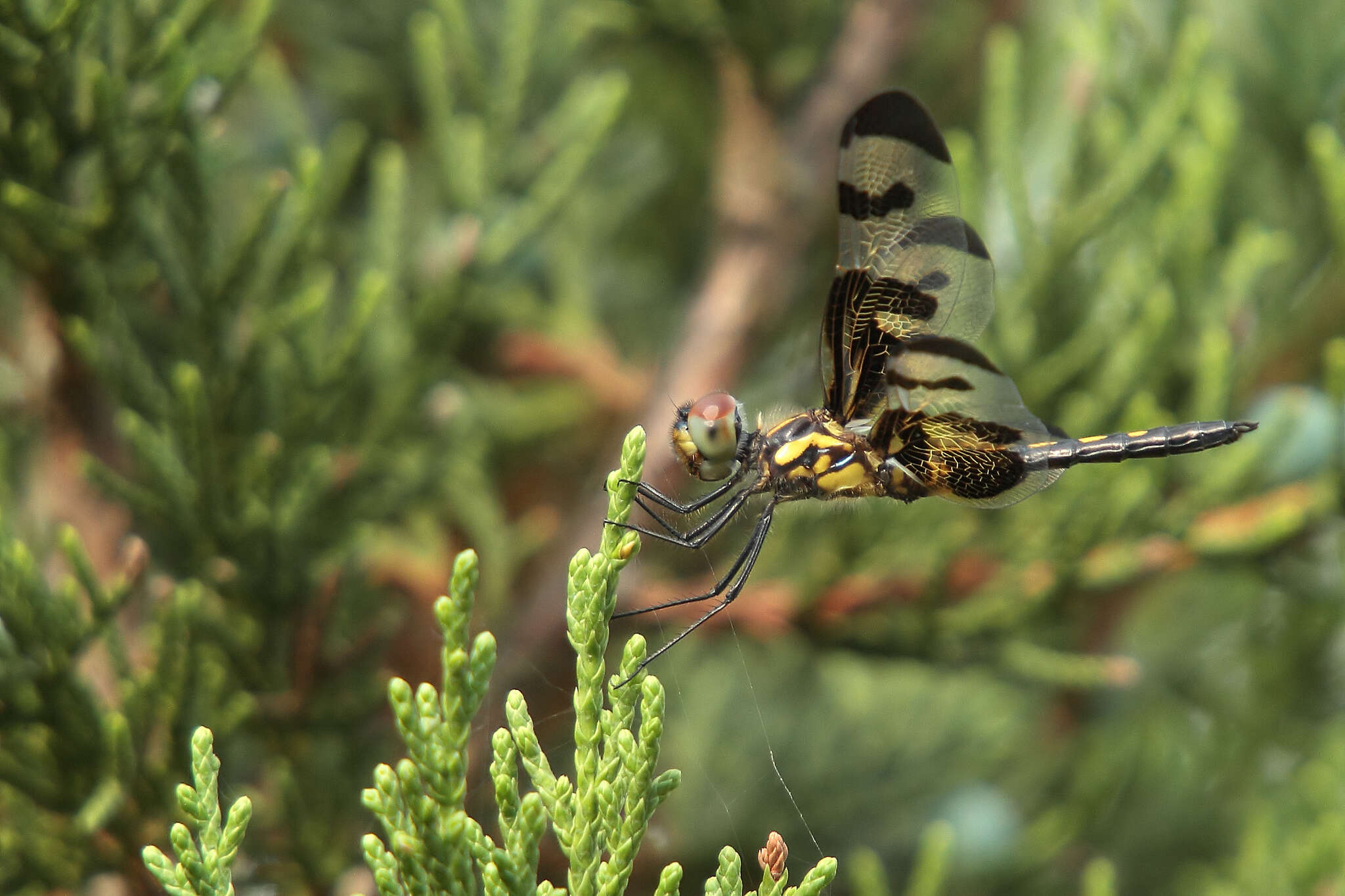 Imagem de Celithemis fasciata Kirby 1889