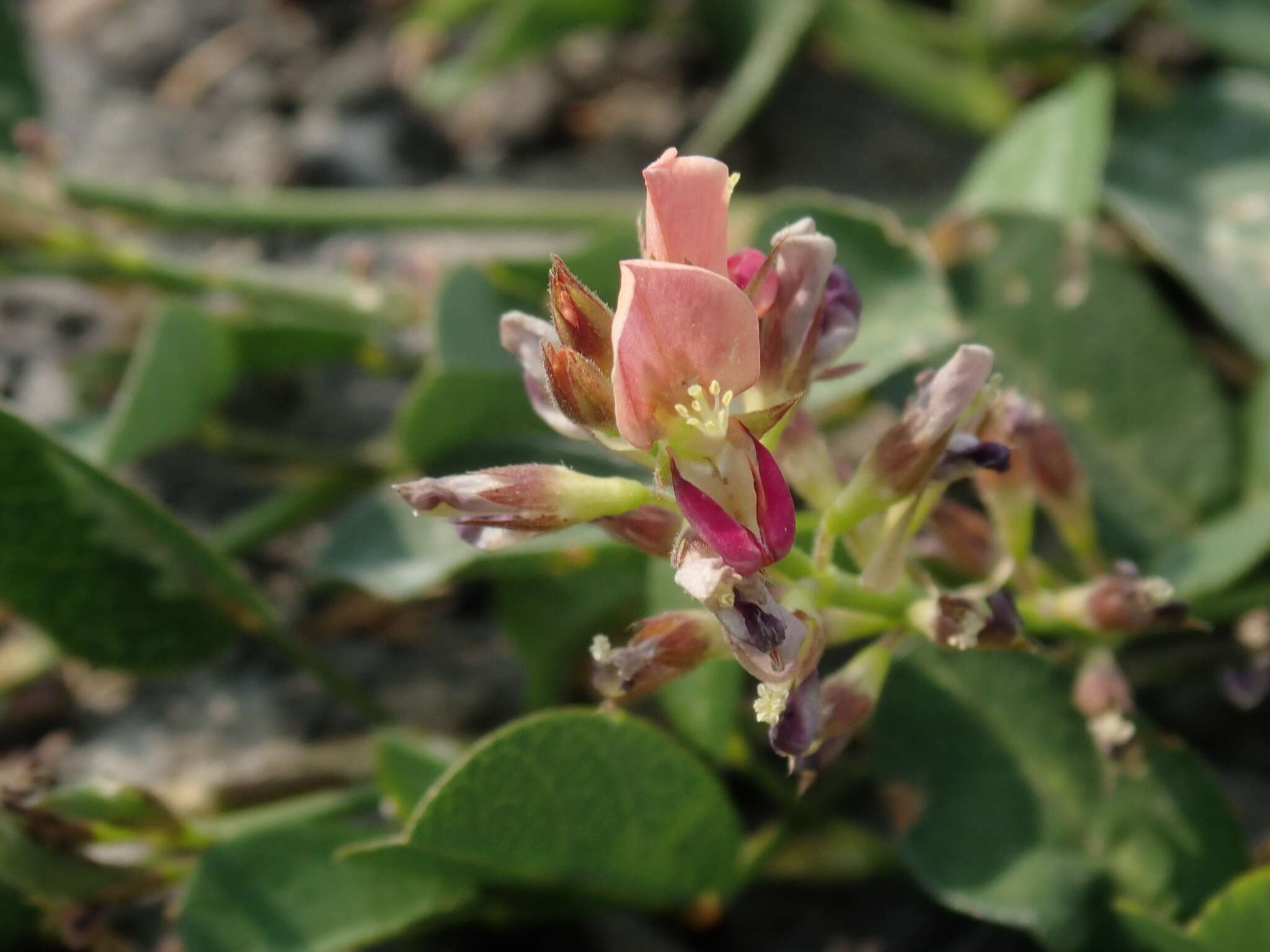 Plancia ëd Alysicarpus vaginalis var. vaginalis