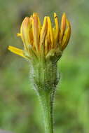 Image of bristly hawkbit