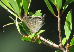 Image of Theclinesthes onycha (Hewitson 1865)