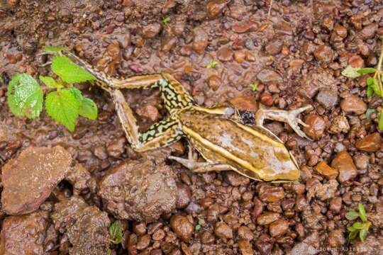 Image of Galam white-lipped frog