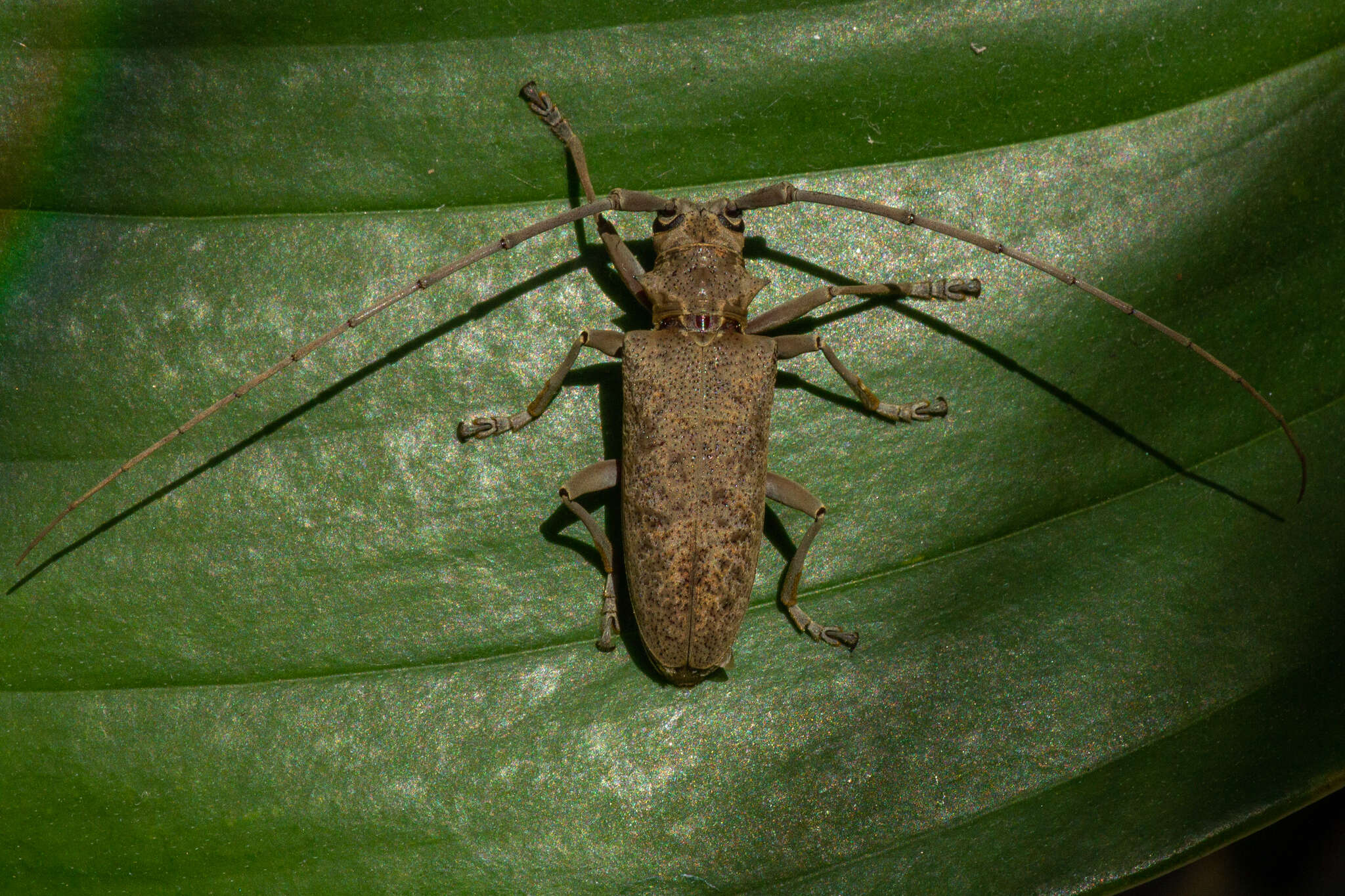 Image of Acalolepta aurosericea (Breuning 1936)