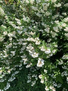 Image of fuzzy pride-of-Rochester