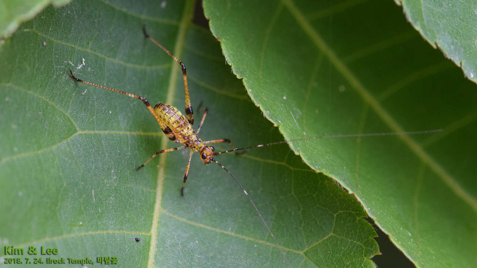 Sivun Phaneroptera (Phaneroptera) nigroantennata Brunner von Wattenwyl 1878 kuva