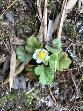 Image of Fragaria nilgerrensis subsp. nilgerrensis