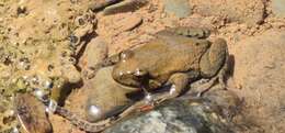 Image of Northern Flinders Ranges froglet