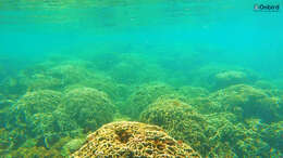 Image of leaf coral