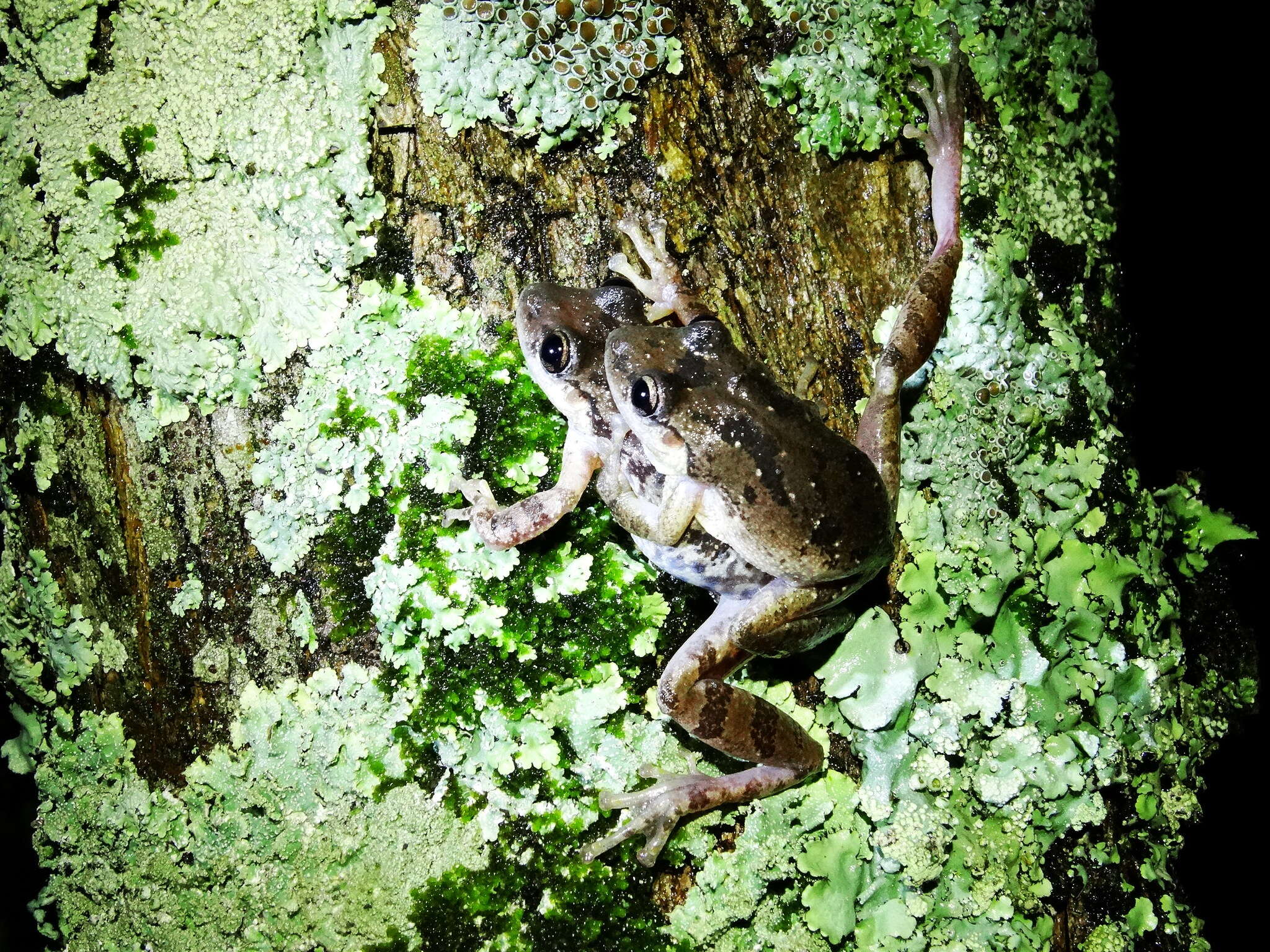 Image of Scinax granulatus (Peters 1871)