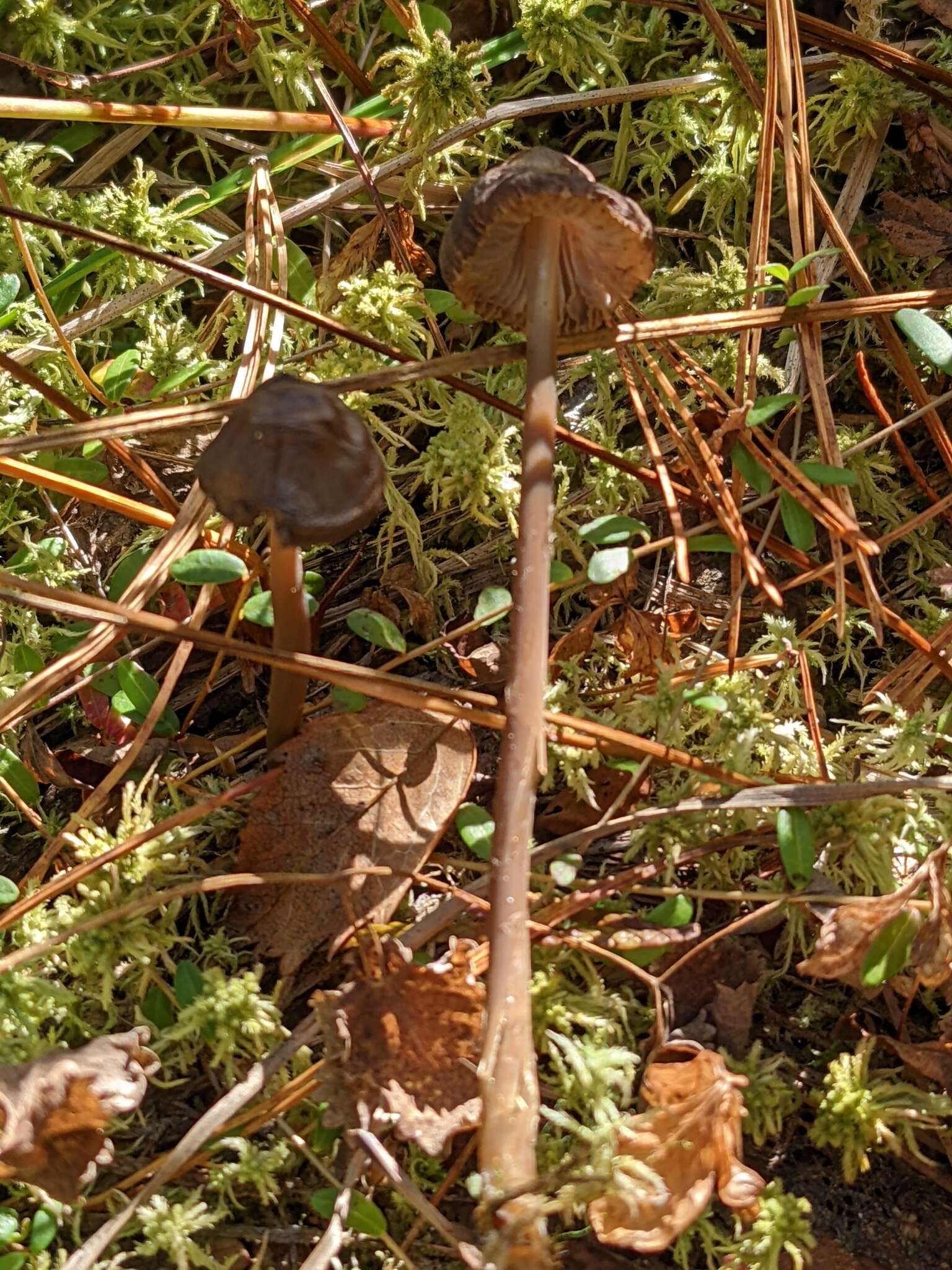 Image of Mycena megaspora Kauffman 1933