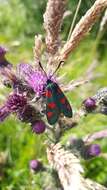 Image of Zygaena trifolii Esper 1783