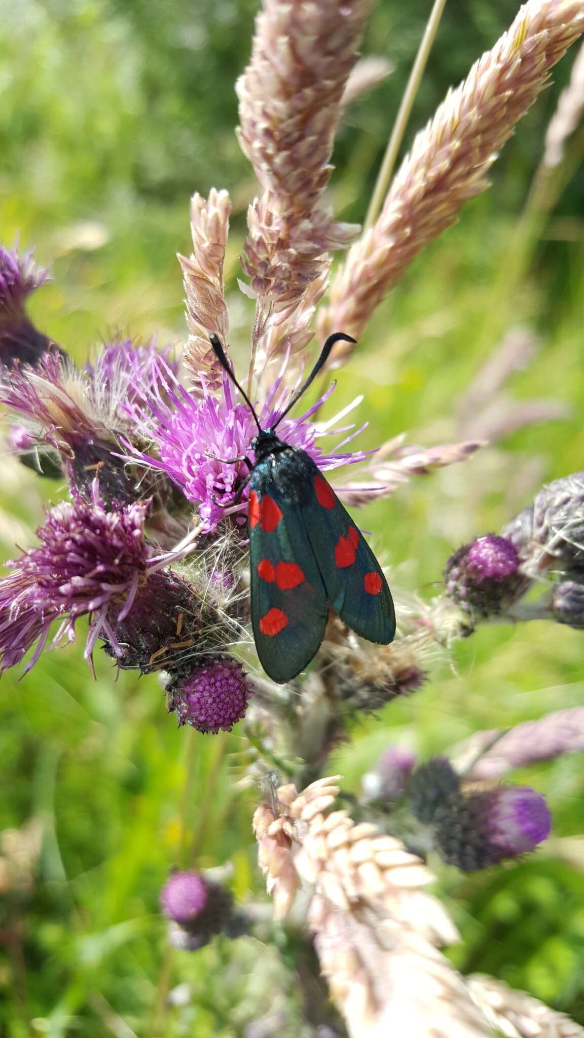 Image of Zygaena trifolii Esper 1783