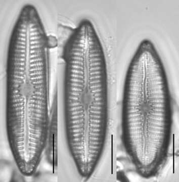 Image of Mastogloia grevillei W. Smith 1856