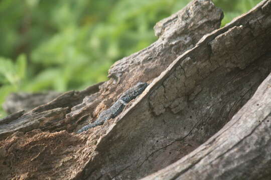 Urosaurus auriculatus (Cope 1871) resmi