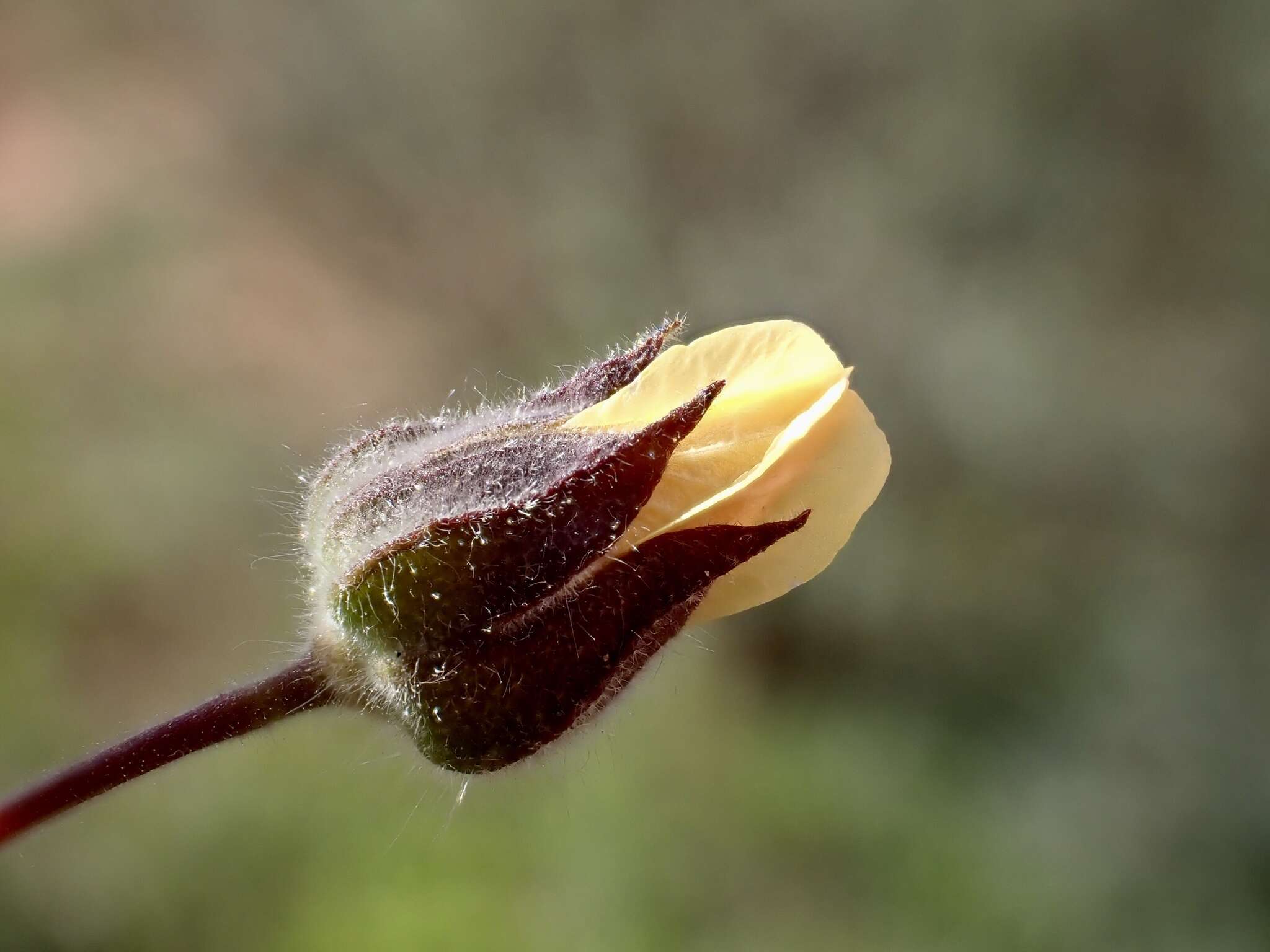 Image of Abutilon fraseri (Hook.) Walp.