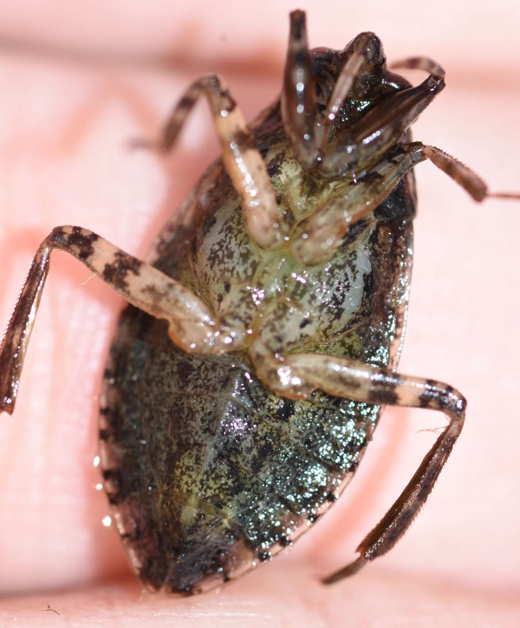 Image of Belostoma minor (Palisot de Beauvois 1820)