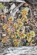 Image of Chorizanthe minutiflora R. Morgan, Styer & Reveal