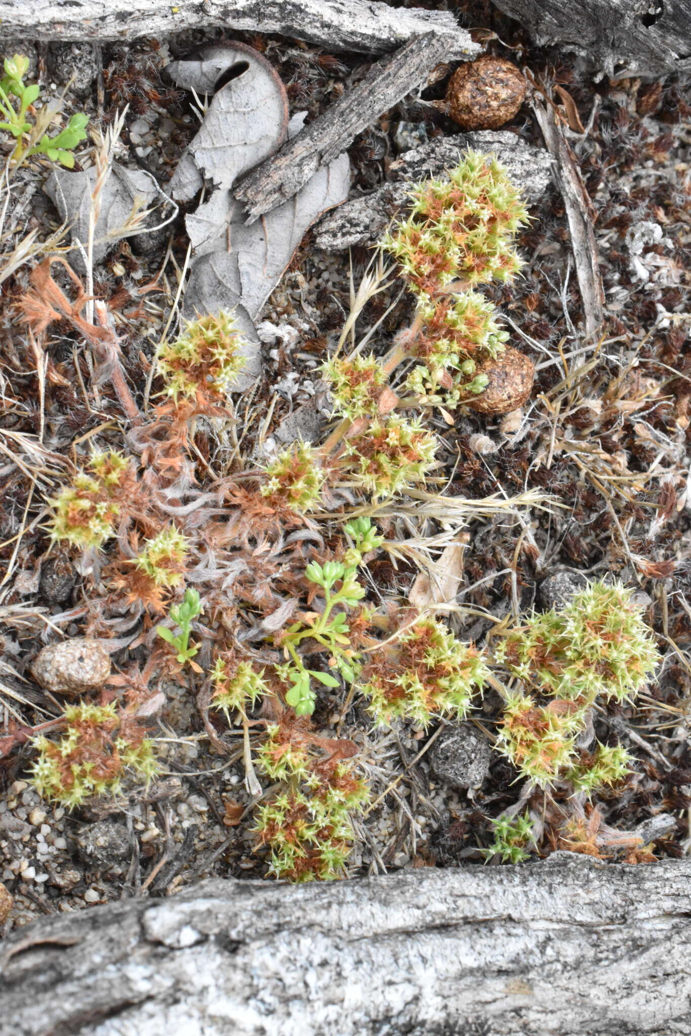 Image of Chorizanthe minutiflora R. Morgan, Styer & Reveal