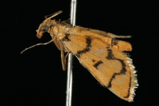 Image of <i>Dichocrocis erixantha</i> Meyrick 1886