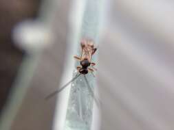 Image of Diolcogaster perniciosa (Wilkinson 1929)