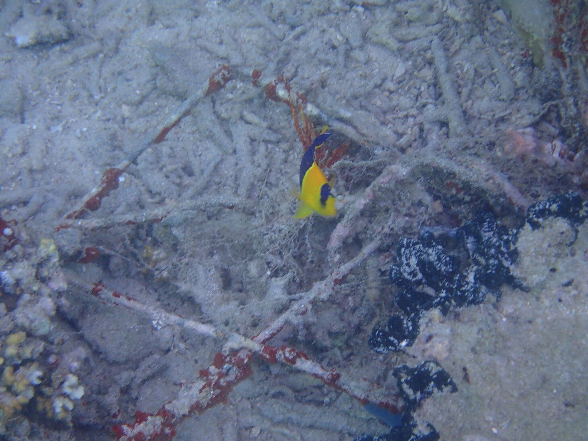 Image of Bicolor Angelfish