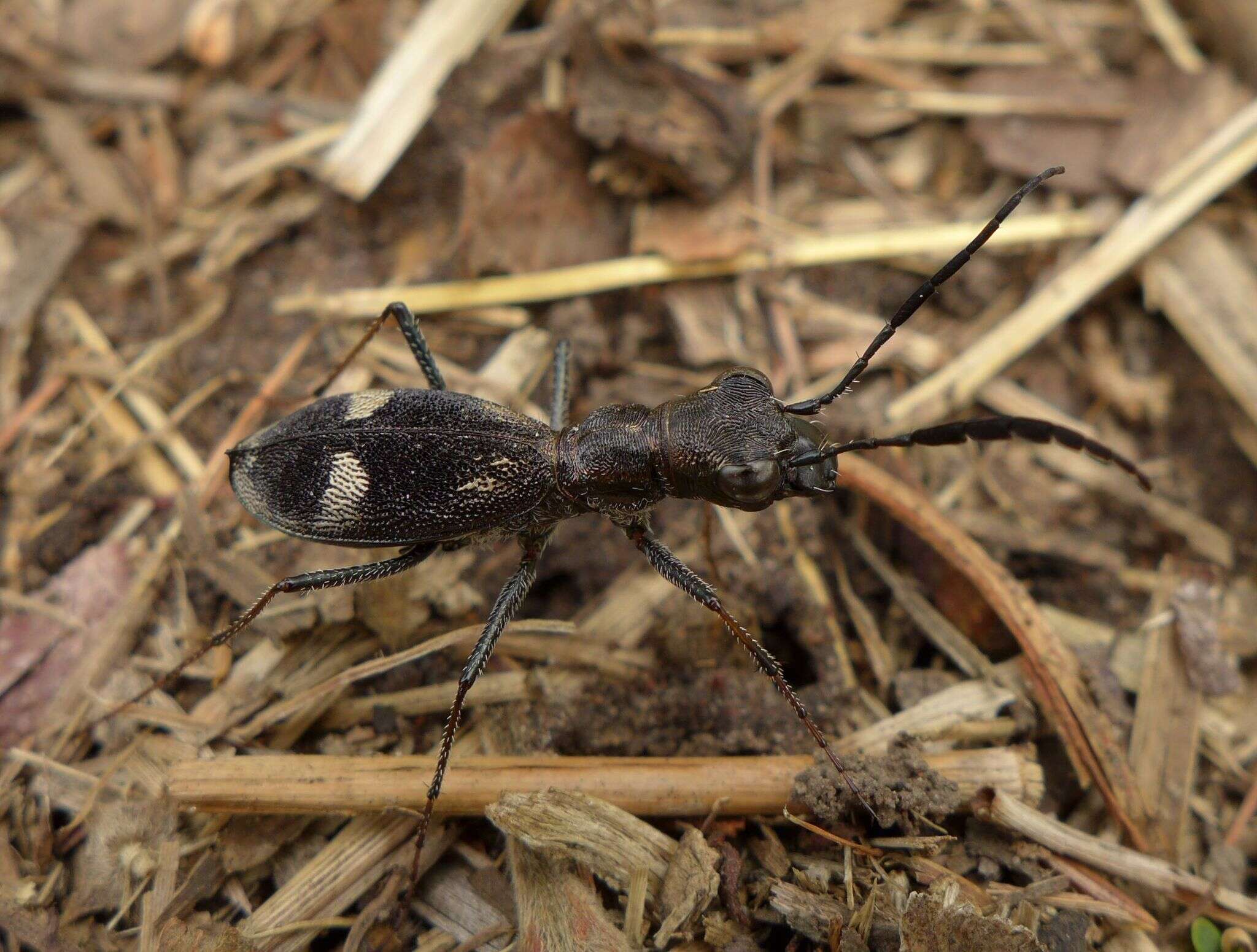 Image of Dromica (Dromica) egregia (Germar 1843)