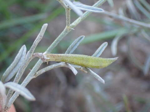 Imagem de Indigofera disticha Eckl. & Zeyh.