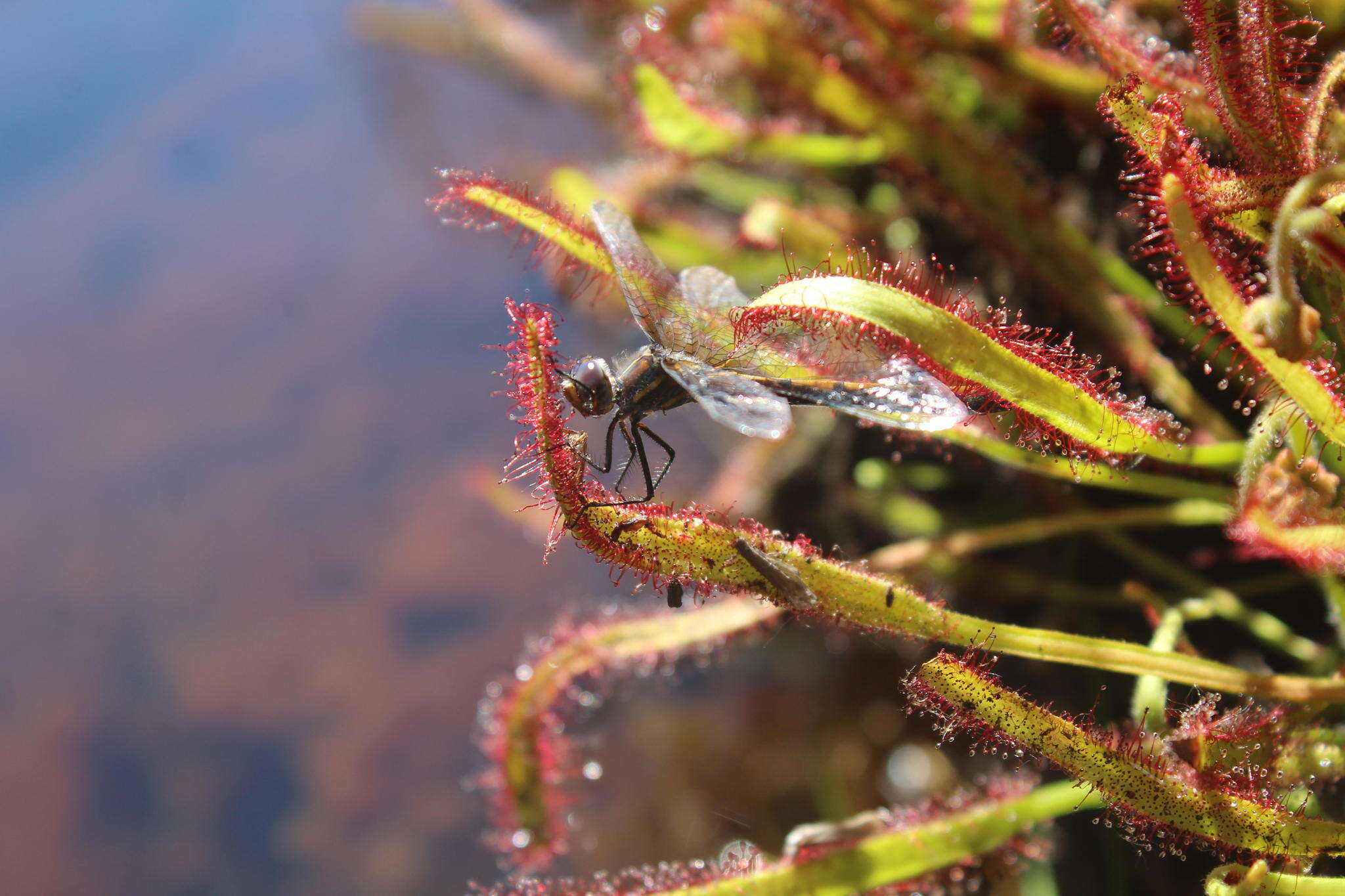 Image of Yellow Presba