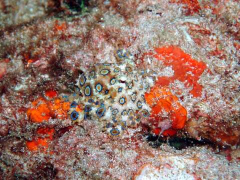 Image of Greater Blue-ringed Octopus