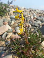 Image de Corydalis impatiens (Pall.) Fisch. ex DC.