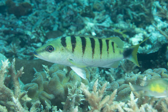 Image of Black-banded seaperch