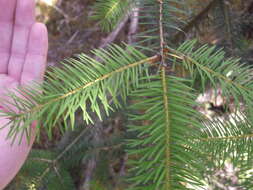 Image of Douglas Fir