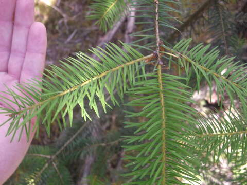 Image of Douglas Fir