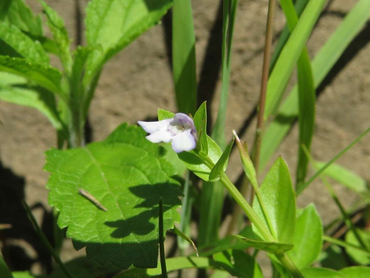 Image of yellowseed false pimpernel