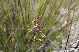 Image of Stylidium luteum R. Br.