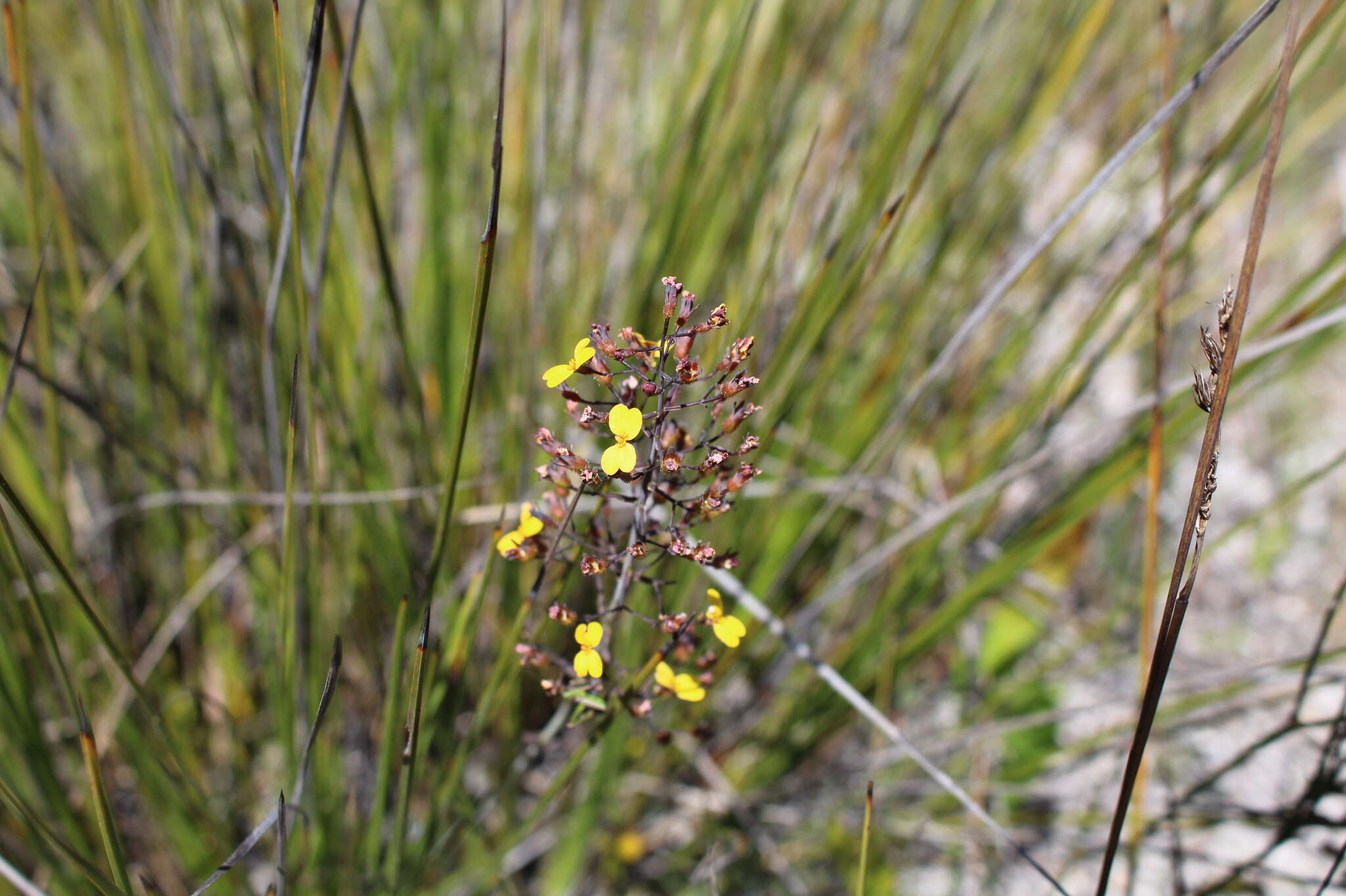 Image of Stylidium luteum R. Br.