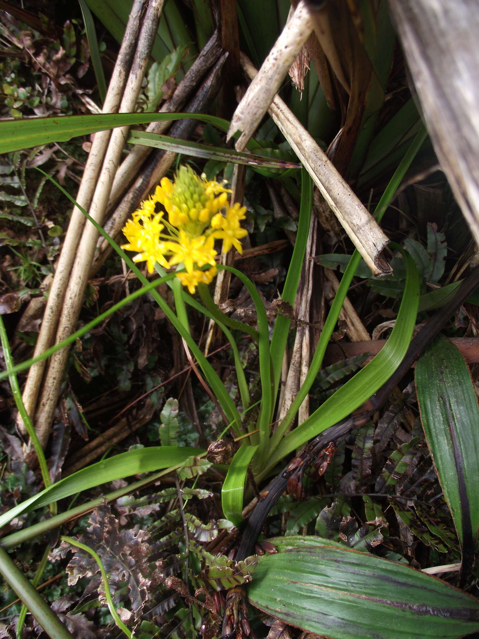 Image of Bulbinella gibbsii var. balasifera L. B. Moore