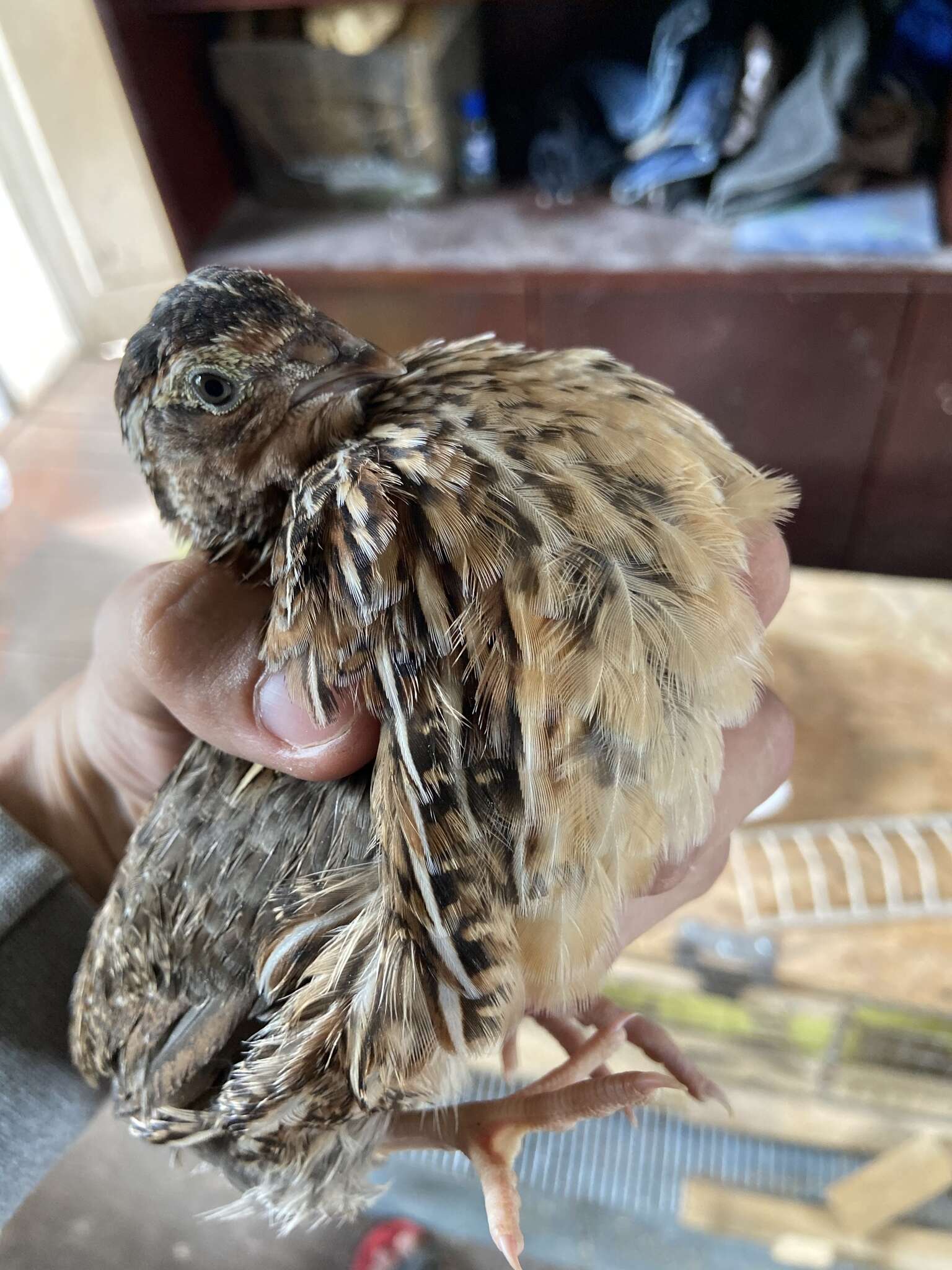 Image of Common Quail