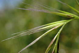 Image of crinkleawn fescue