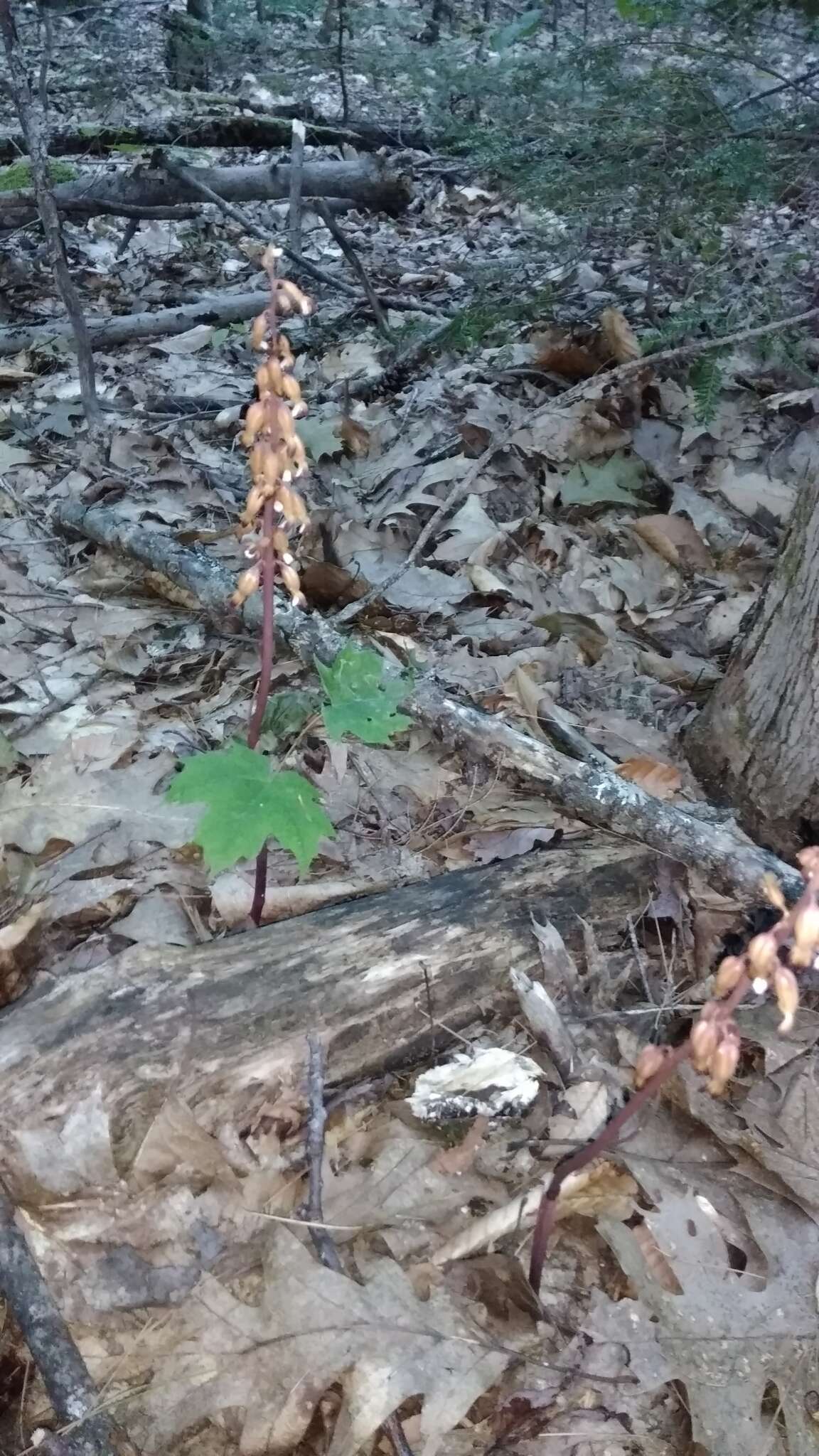 Image of Corallorhiza maculata var. maculata