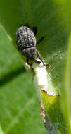 Image of Milkweed Stem Weevil