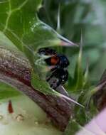 Image of Phidippus princeps pulcherrimus Keyserling 1885