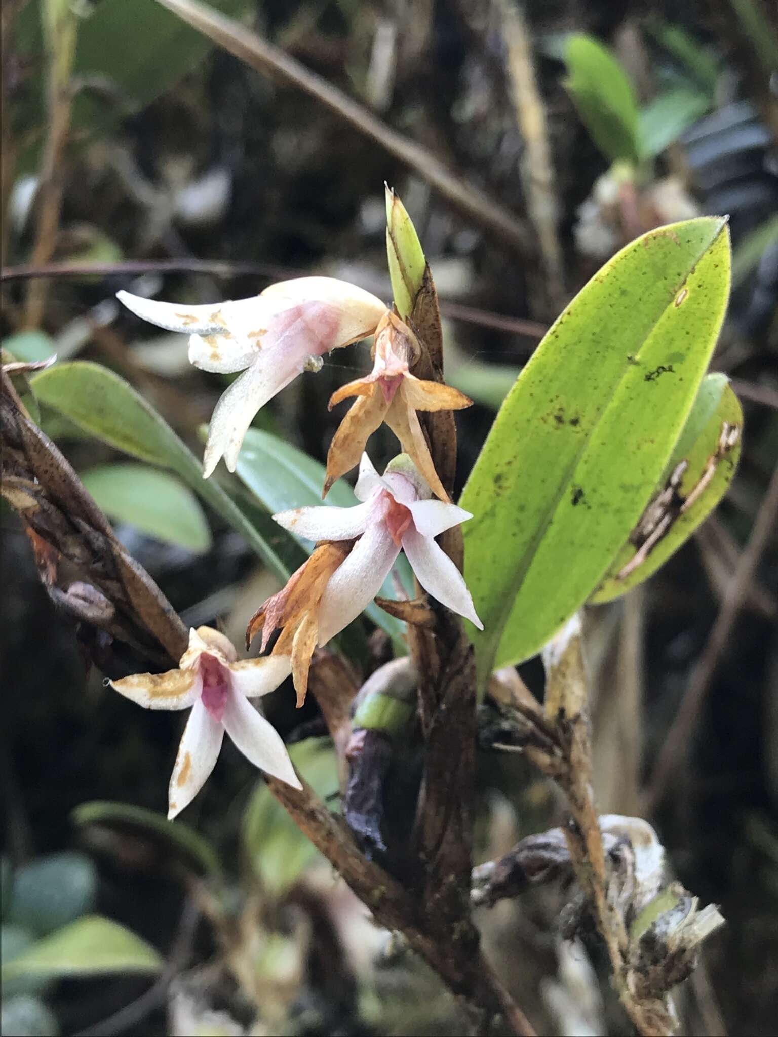 Image of Maxillaria schlechteriana J. T. Atwood