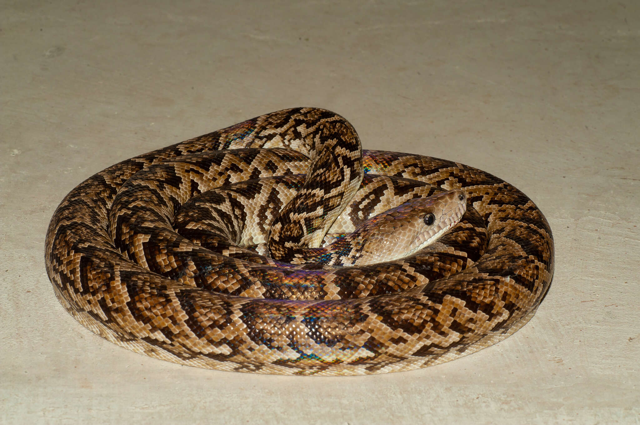 Image of Cuban Boa