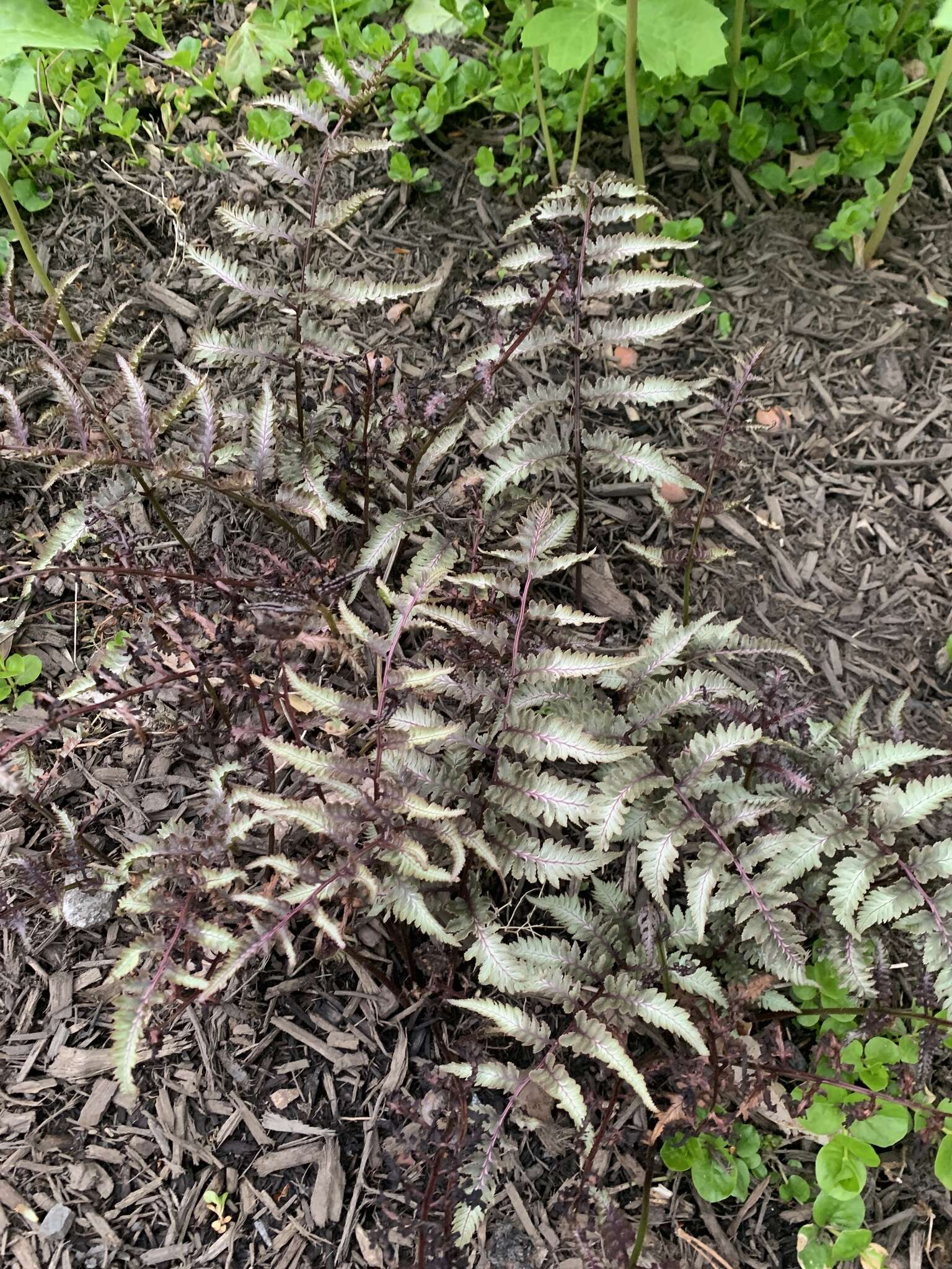 Image de Athyrium niponicum (Mett) Hance