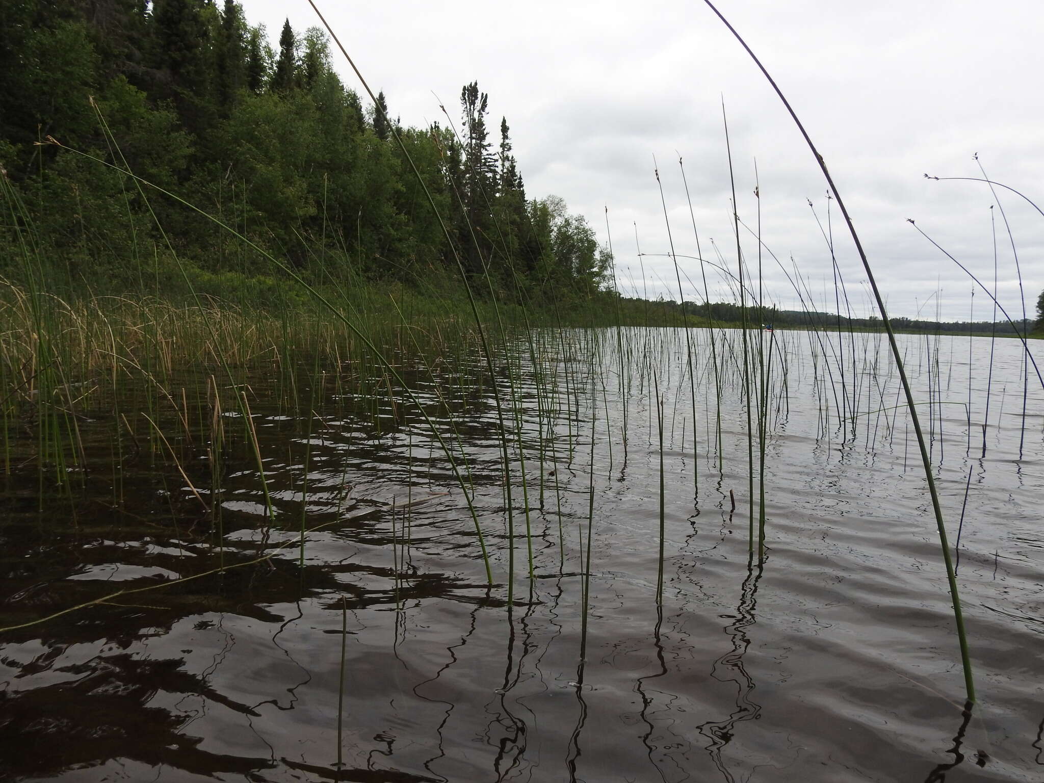 Image of slender bulrush